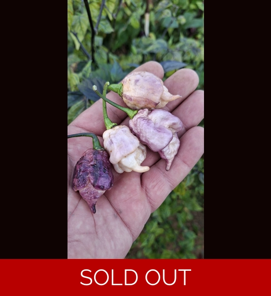 JAY'S PINK PURPLE GHOST SCORPION peach (f5)->(f6)8(10+seeds)